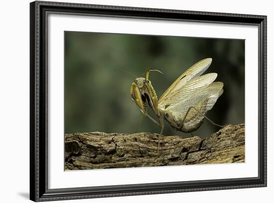 Mantis Religiosa (Praying Mantis) - in Defensive Posture, Threat Display-Paul Starosta-Framed Photographic Print