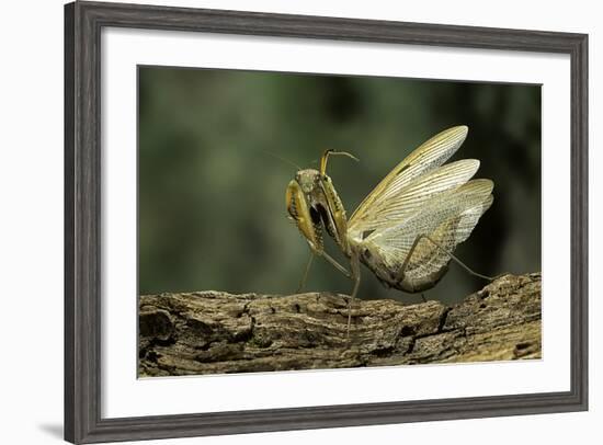 Mantis Religiosa (Praying Mantis) - in Defensive Posture, Threat Display-Paul Starosta-Framed Photographic Print