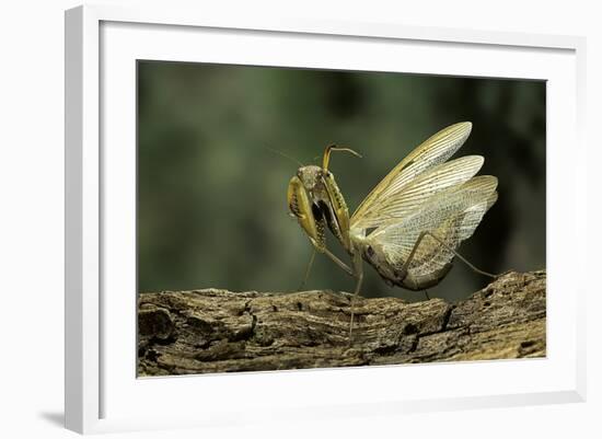 Mantis Religiosa (Praying Mantis) - in Defensive Posture, Threat Display-Paul Starosta-Framed Photographic Print