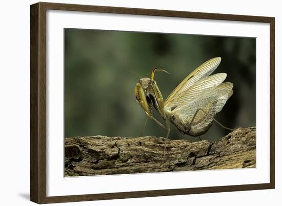 Mantis Religiosa (Praying Mantis) - in Defensive Posture, Threat Display-Paul Starosta-Framed Photographic Print