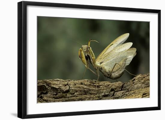 Mantis Religiosa (Praying Mantis) - in Defensive Posture, Threat Display-Paul Starosta-Framed Photographic Print