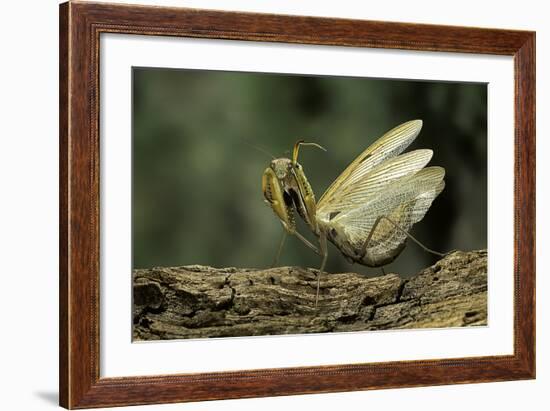 Mantis Religiosa (Praying Mantis) - in Defensive Posture, Threat Display-Paul Starosta-Framed Photographic Print