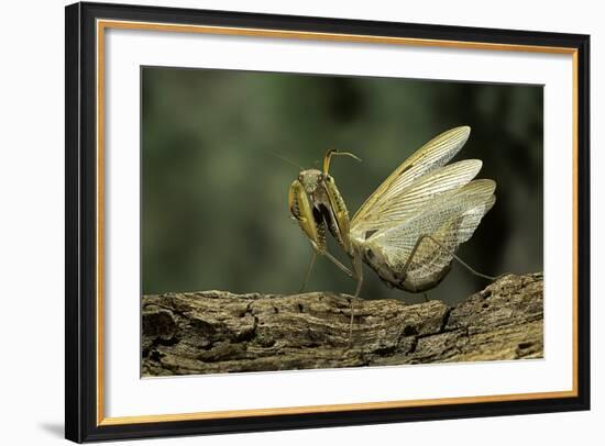 Mantis Religiosa (Praying Mantis) - in Defensive Posture, Threat Display-Paul Starosta-Framed Photographic Print