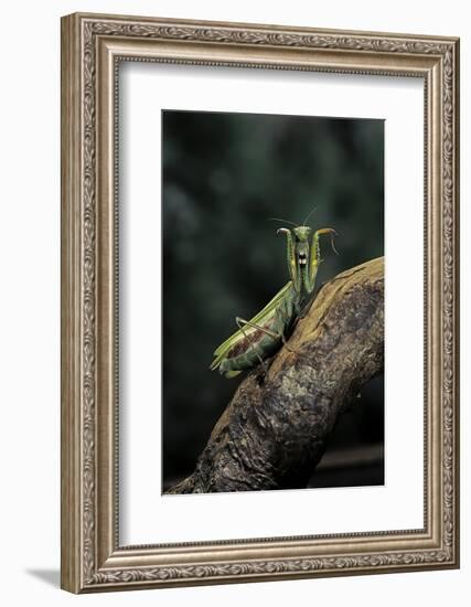 Mantis Religiosa (Praying Mantis) - in Defensive Posture, Threat Display-Paul Starosta-Framed Photographic Print