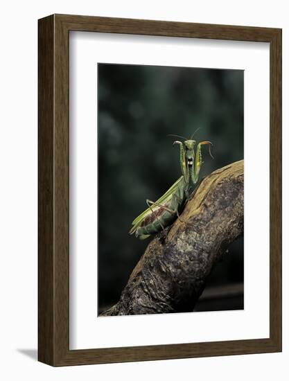 Mantis Religiosa (Praying Mantis) - in Defensive Posture, Threat Display-Paul Starosta-Framed Photographic Print