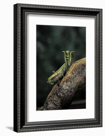 Mantis Religiosa (Praying Mantis) - in Defensive Posture, Threat Display-Paul Starosta-Framed Photographic Print