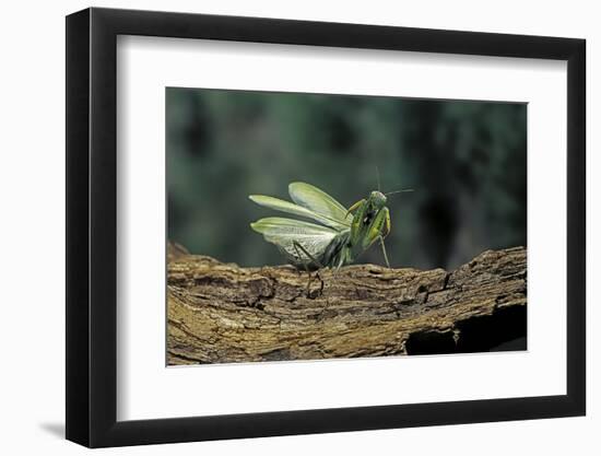 Mantis Religiosa (Praying Mantis) - in Defensive Posture, Threat Display-Paul Starosta-Framed Photographic Print