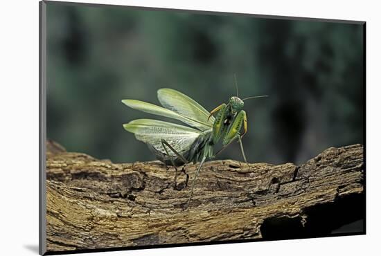 Mantis Religiosa (Praying Mantis) - in Defensive Posture, Threat Display-Paul Starosta-Mounted Photographic Print