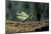 Mantis Religiosa (Praying Mantis) - in Defensive Posture, Threat Display-Paul Starosta-Mounted Photographic Print