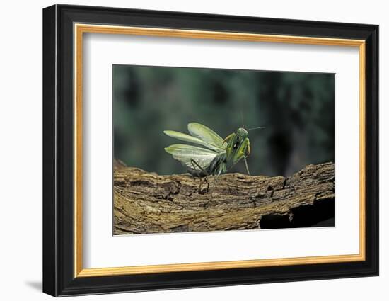 Mantis Religiosa (Praying Mantis) - in Defensive Posture, Threat Display-Paul Starosta-Framed Photographic Print