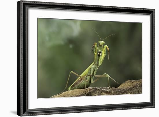 Mantis Religiosa (Praying Mantis) - in Defensive Posture, Threat Display-Paul Starosta-Framed Photographic Print