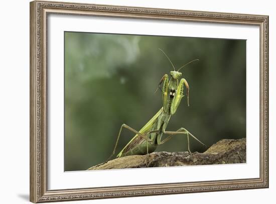 Mantis Religiosa (Praying Mantis) - in Defensive Posture, Threat Display-Paul Starosta-Framed Photographic Print