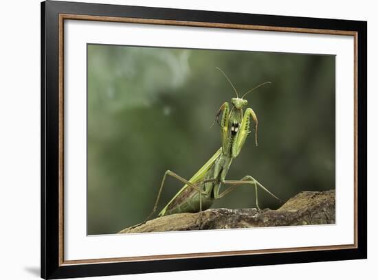 Mantis Religiosa (Praying Mantis) - in Defensive Posture, Threat Display-Paul Starosta-Framed Photographic Print