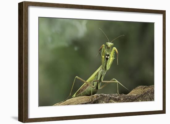 Mantis Religiosa (Praying Mantis) - in Defensive Posture, Threat Display-Paul Starosta-Framed Photographic Print