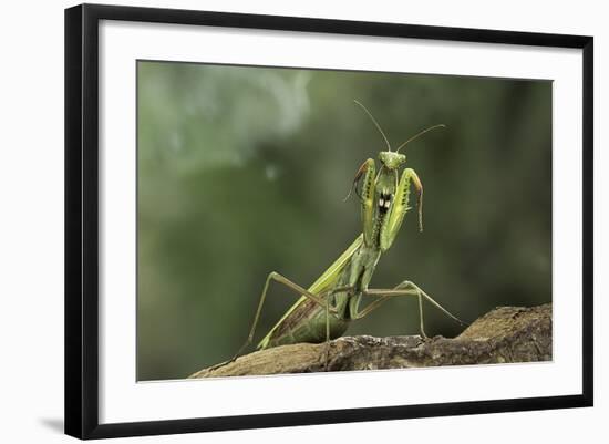 Mantis Religiosa (Praying Mantis) - in Defensive Posture, Threat Display-Paul Starosta-Framed Photographic Print