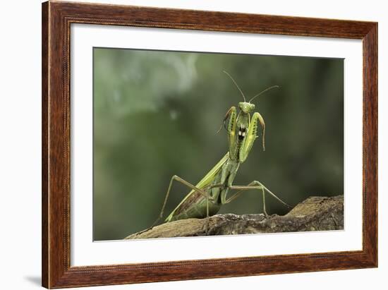 Mantis Religiosa (Praying Mantis) - in Defensive Posture, Threat Display-Paul Starosta-Framed Photographic Print