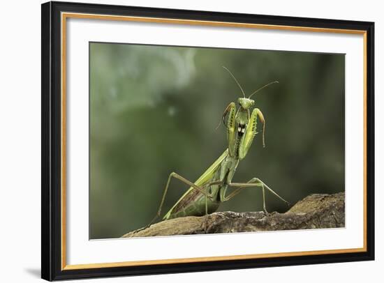 Mantis Religiosa (Praying Mantis) - in Defensive Posture, Threat Display-Paul Starosta-Framed Photographic Print