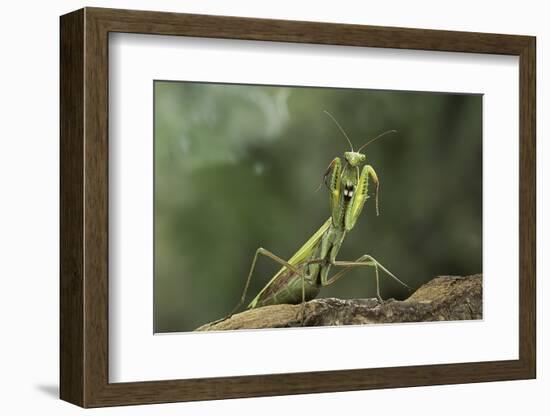 Mantis Religiosa (Praying Mantis) - in Defensive Posture, Threat Display-Paul Starosta-Framed Photographic Print