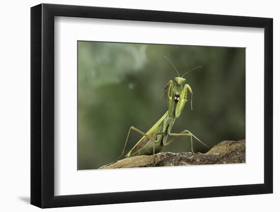 Mantis Religiosa (Praying Mantis) - in Defensive Posture, Threat Display-Paul Starosta-Framed Photographic Print