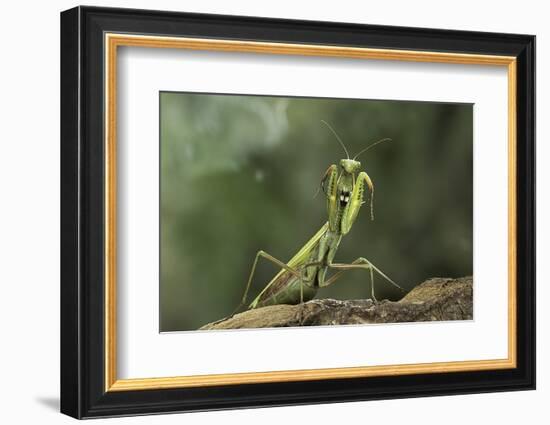 Mantis Religiosa (Praying Mantis) - in Defensive Posture, Threat Display-Paul Starosta-Framed Photographic Print