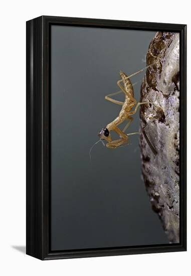 Mantis Religiosa (Praying Mantis) - Larva Newly Emerged from Ootheca-Paul Starosta-Framed Premier Image Canvas