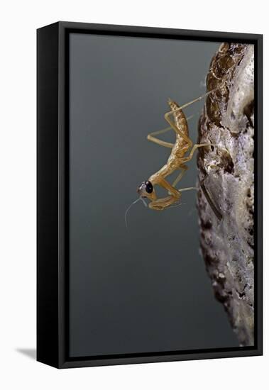 Mantis Religiosa (Praying Mantis) - Larva Newly Emerged from Ootheca-Paul Starosta-Framed Premier Image Canvas