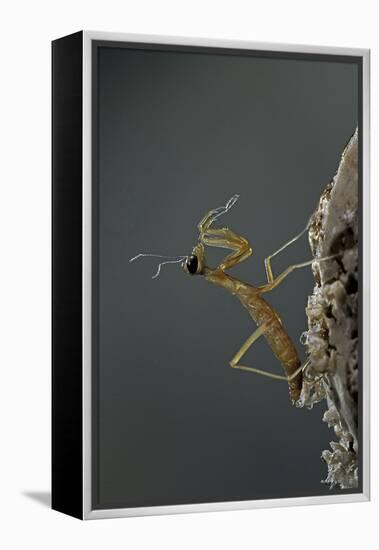 Mantis Religiosa (Praying Mantis) - Larva Newly Emerged from Ootheca-Paul Starosta-Framed Premier Image Canvas