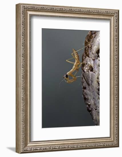 Mantis Religiosa (Praying Mantis) - Larva Newly Emerged from Ootheca-Paul Starosta-Framed Photographic Print