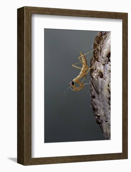 Mantis Religiosa (Praying Mantis) - Larva Newly Emerged from Ootheca-Paul Starosta-Framed Photographic Print