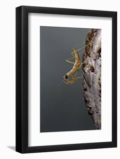 Mantis Religiosa (Praying Mantis) - Larva Newly Emerged from Ootheca-Paul Starosta-Framed Photographic Print