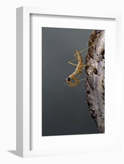 Mantis Religiosa (Praying Mantis) - Larva Newly Emerged from Ootheca-Paul Starosta-Framed Photographic Print