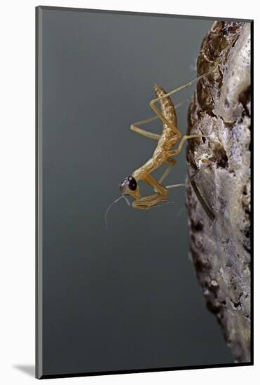 Mantis Religiosa (Praying Mantis) - Larva Newly Emerged from Ootheca-Paul Starosta-Mounted Photographic Print