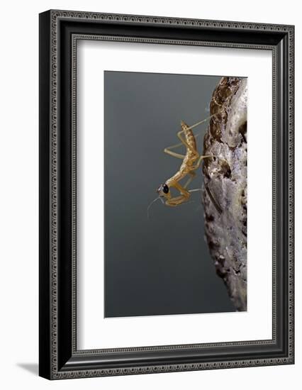 Mantis Religiosa (Praying Mantis) - Larva Newly Emerged from Ootheca-Paul Starosta-Framed Photographic Print