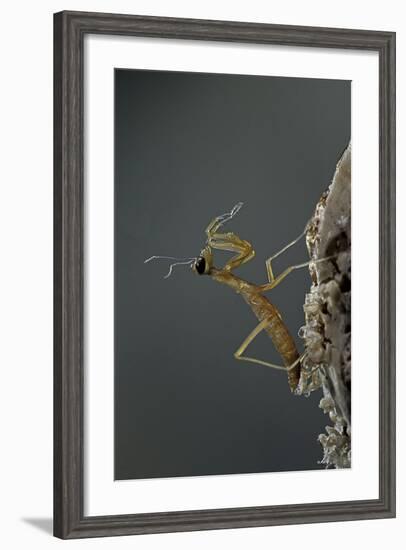 Mantis Religiosa (Praying Mantis) - Larva Newly Emerged from Ootheca-Paul Starosta-Framed Photographic Print