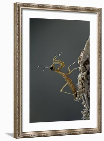 Mantis Religiosa (Praying Mantis) - Larva Newly Emerged from Ootheca-Paul Starosta-Framed Photographic Print