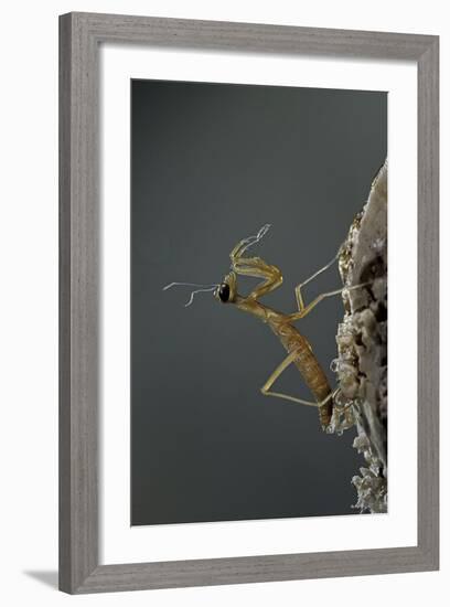 Mantis Religiosa (Praying Mantis) - Larva Newly Emerged from Ootheca-Paul Starosta-Framed Photographic Print