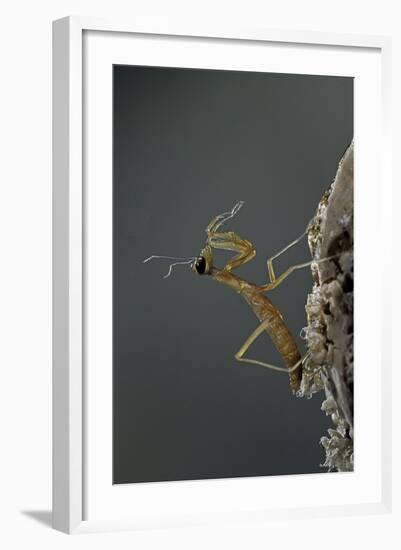 Mantis Religiosa (Praying Mantis) - Larva Newly Emerged from Ootheca-Paul Starosta-Framed Photographic Print