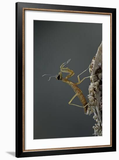 Mantis Religiosa (Praying Mantis) - Larva Newly Emerged from Ootheca-Paul Starosta-Framed Photographic Print