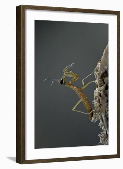 Mantis Religiosa (Praying Mantis) - Larva Newly Emerged from Ootheca-Paul Starosta-Framed Photographic Print