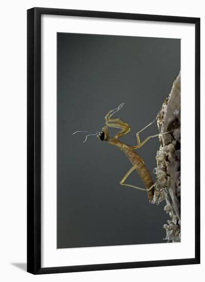 Mantis Religiosa (Praying Mantis) - Larva Newly Emerged from Ootheca-Paul Starosta-Framed Photographic Print