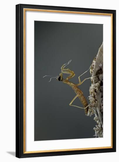 Mantis Religiosa (Praying Mantis) - Larva Newly Emerged from Ootheca-Paul Starosta-Framed Photographic Print