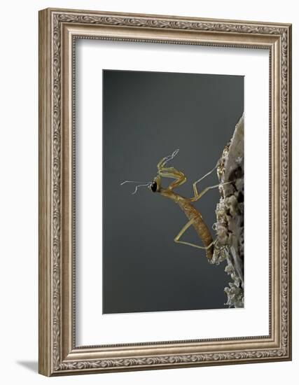 Mantis Religiosa (Praying Mantis) - Larva Newly Emerged from Ootheca-Paul Starosta-Framed Photographic Print