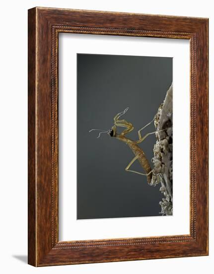 Mantis Religiosa (Praying Mantis) - Larva Newly Emerged from Ootheca-Paul Starosta-Framed Photographic Print