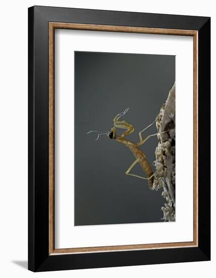 Mantis Religiosa (Praying Mantis) - Larva Newly Emerged from Ootheca-Paul Starosta-Framed Photographic Print