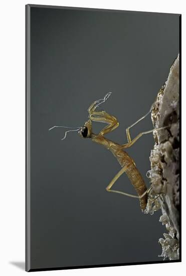 Mantis Religiosa (Praying Mantis) - Larva Newly Emerged from Ootheca-Paul Starosta-Mounted Photographic Print