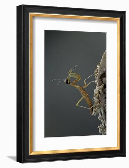 Mantis Religiosa (Praying Mantis) - Larva Newly Emerged from Ootheca-Paul Starosta-Framed Photographic Print