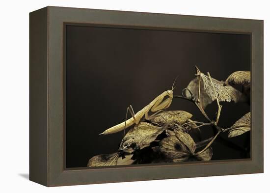 Mantis Religiosa (Praying Mantis) - Larva-Paul Starosta-Framed Premier Image Canvas