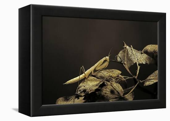 Mantis Religiosa (Praying Mantis) - Larva-Paul Starosta-Framed Premier Image Canvas