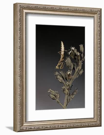 Mantis Religiosa (Praying Mantis) - Larva-Paul Starosta-Framed Photographic Print