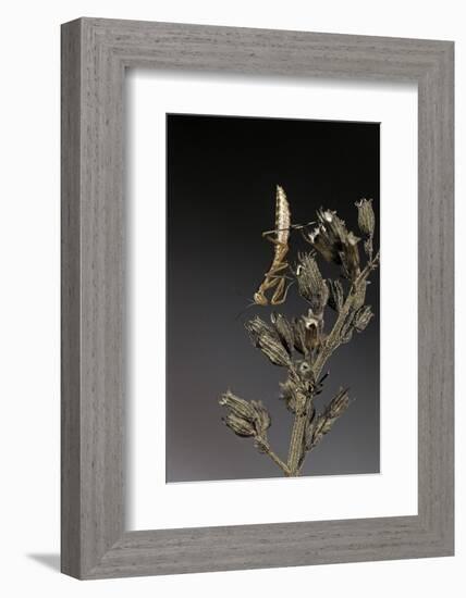 Mantis Religiosa (Praying Mantis) - Larva-Paul Starosta-Framed Photographic Print